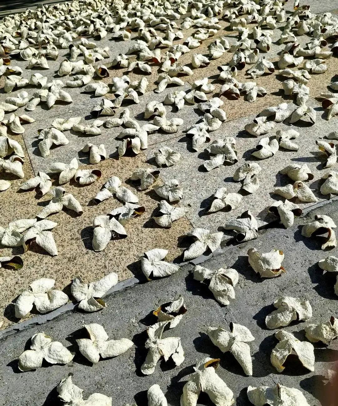 东莞那帮粤S老哥周末杀到新会，直接给柑价抬了两块。
我上周在双水村口蹲点，看他们