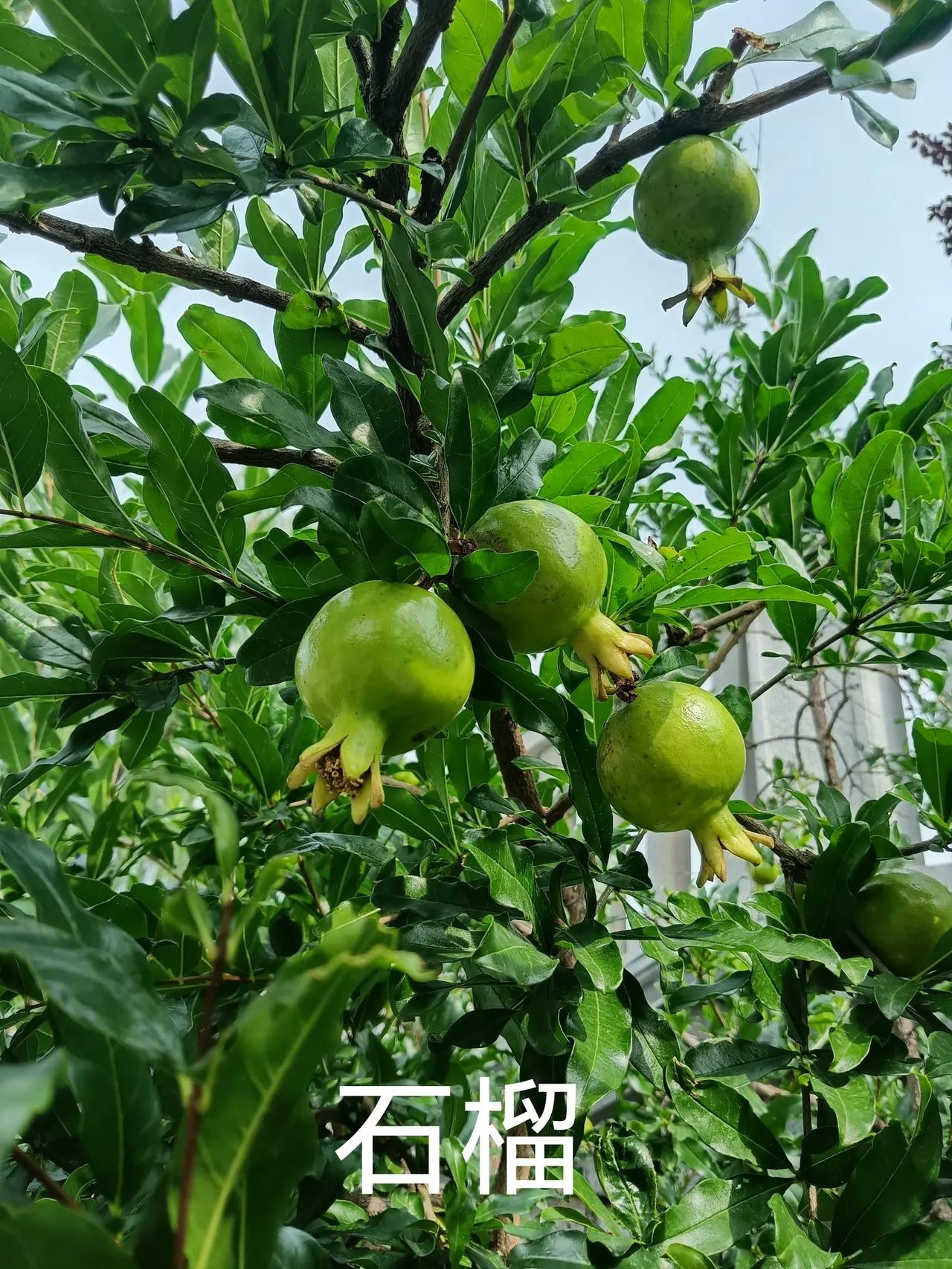 伏牛山山里的中草药