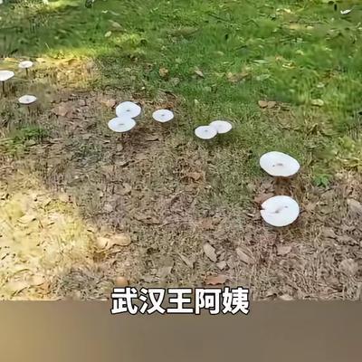 "万万没想到！"6月22日报道，湖北武汉，一阿姨见公园蘑菇长势良好，便采回去煮汤