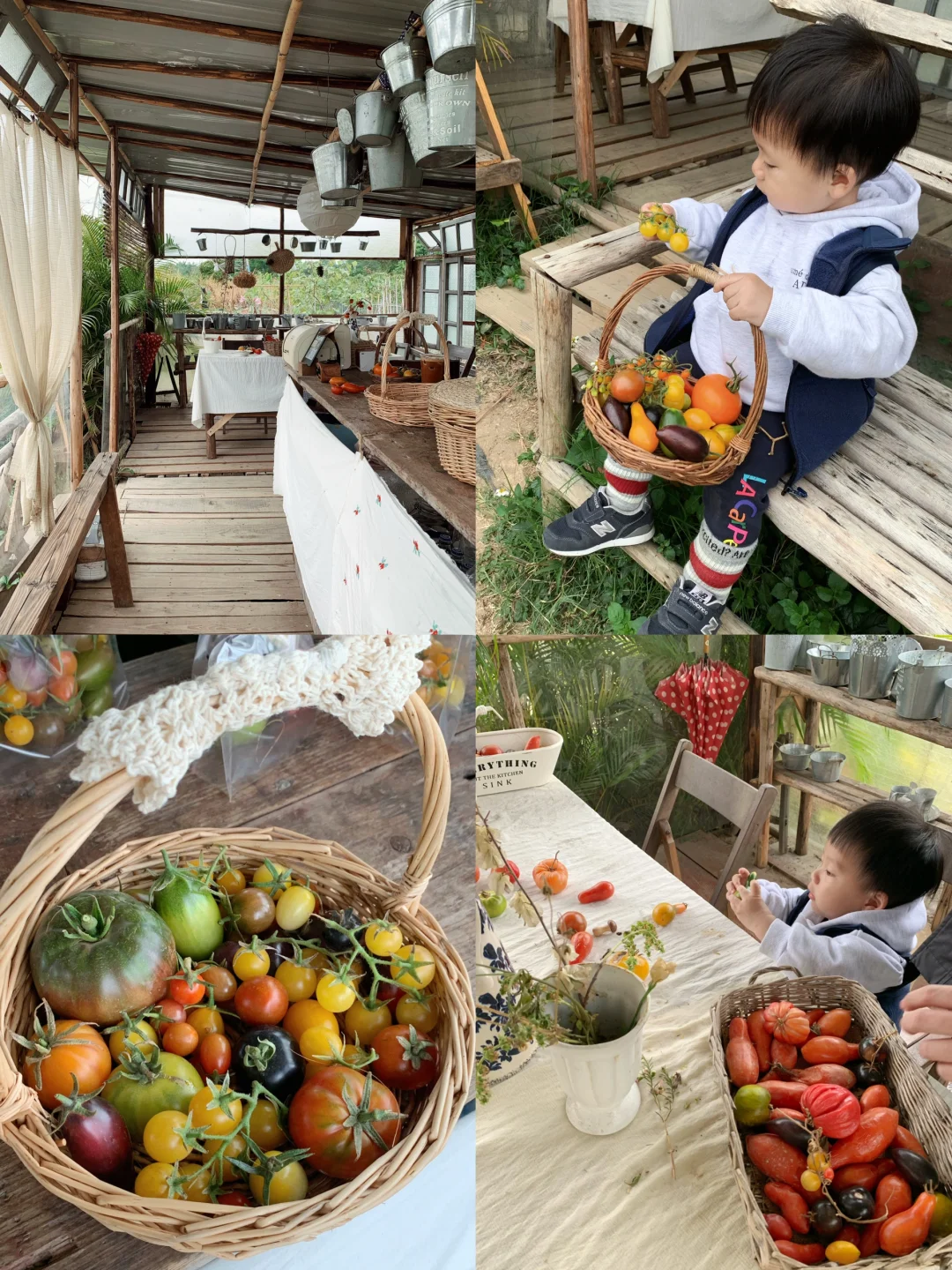 广州番禺｜每一颗番茄都不一样耶🍅