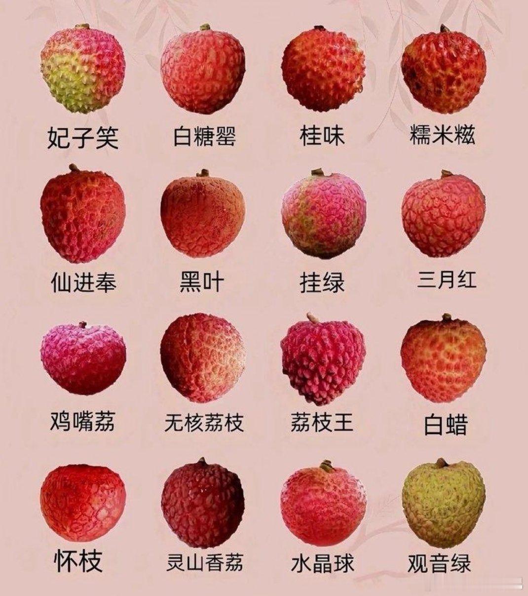各个种类的荔枝 别买错了 