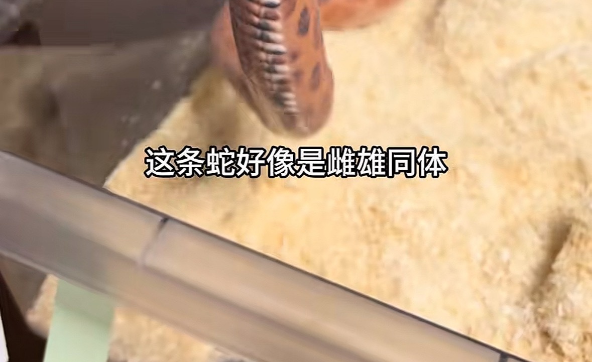 听到雌雄同体立马又划回来了，这不就是我爱看的文的类型嘿嘿嘿（怕你们害怕我就把蛇截