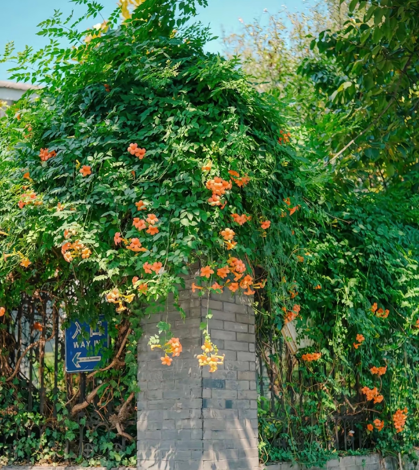 凌霄花1. 栽培方式：园土+腐叶土+粗沙，疏松肥沃排水土；攀爬性强、根系旺盛，深