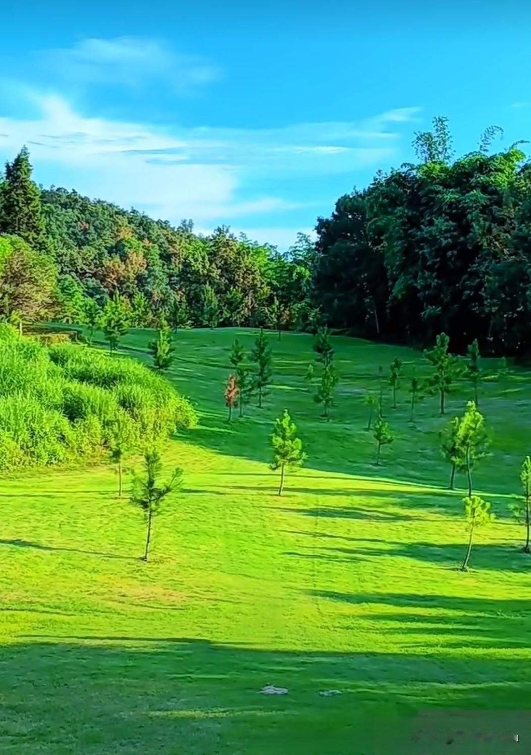 夏日生活打卡季夏日的阳光，洒满大地，犹如金色的绸缎，温暖而耀眼。