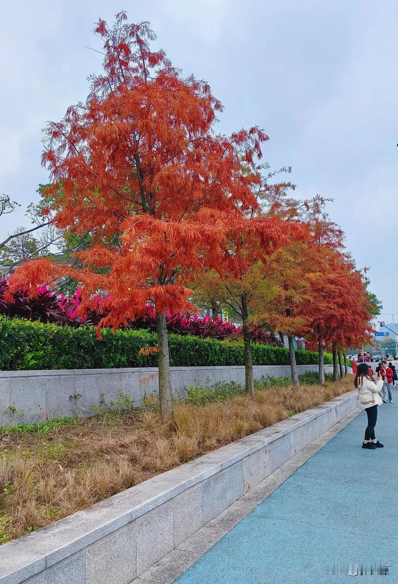 万州区北滨路江岸上，一棵棵、一排排水杉杉红了，成为一道靓的风景线！