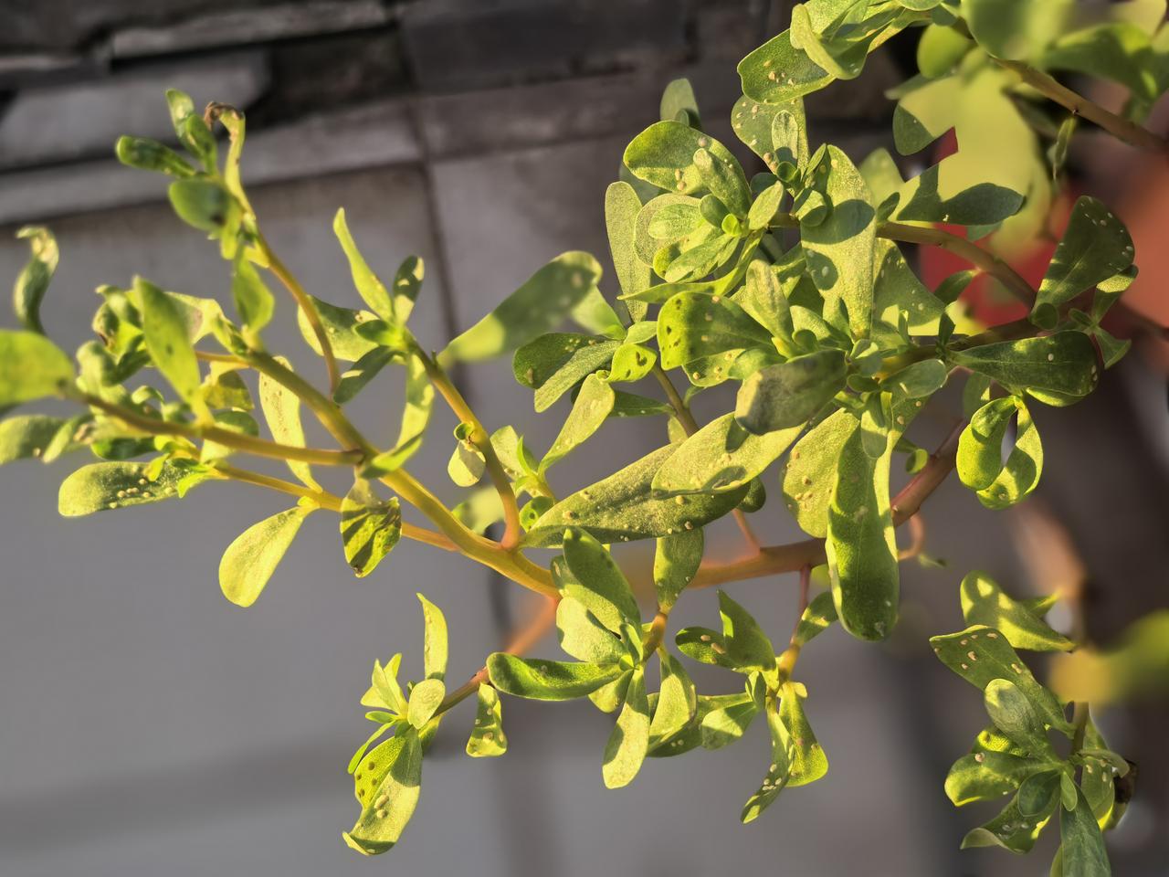 年轻化，实际上就是吃着老登的饭，同时砸掉老登的锅，我们现在大量的问题都是这样，急