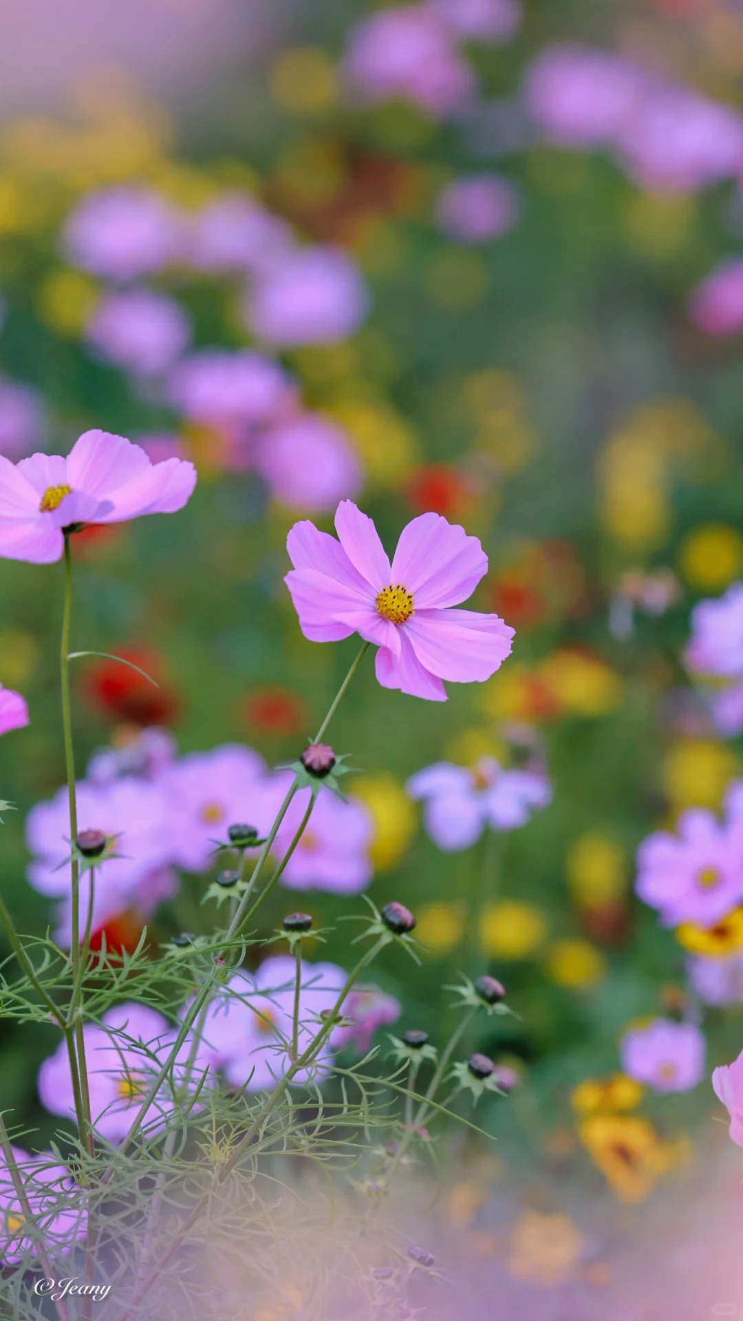 格桑花😍开🌸