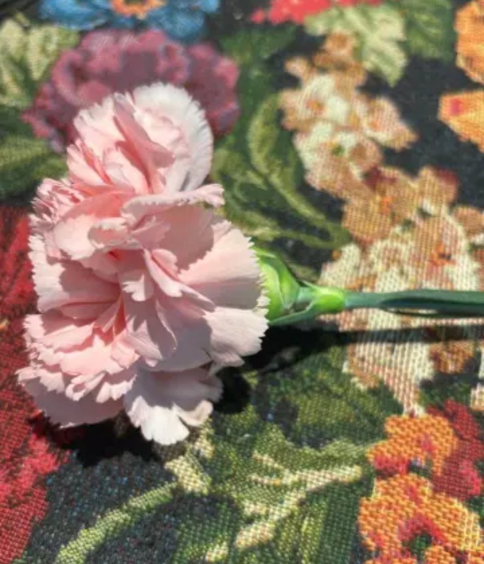 棚友多了真好，我即将拥有一支康乃馨7.0的干花。哈哈哈哈哈好激动~刘宇宁搞浪漫没