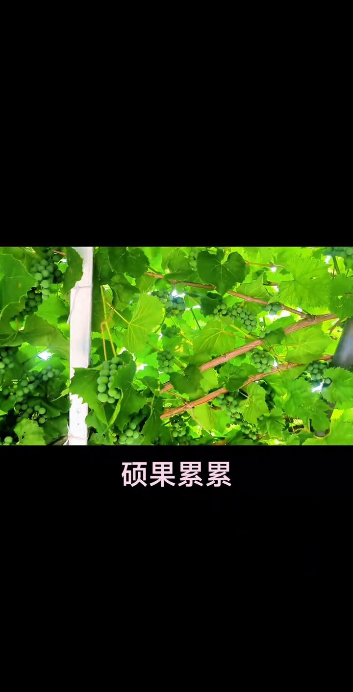 硕果累累。