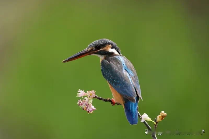 用“花鸟鱼虫”作藏头诗，其实没那么难。藏头诗在古代可是文人喝酒时玩的高雅游戏，要