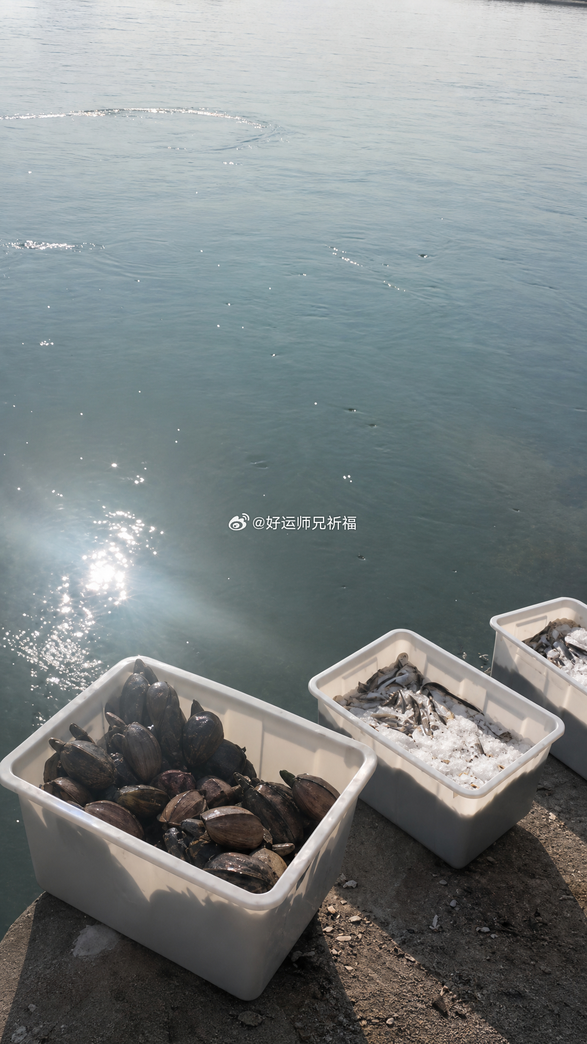 五月初一仪轨放生已圆满，愿以此次放生功德，回向十方善缘及其家亲眷属，愿消灾解厄，