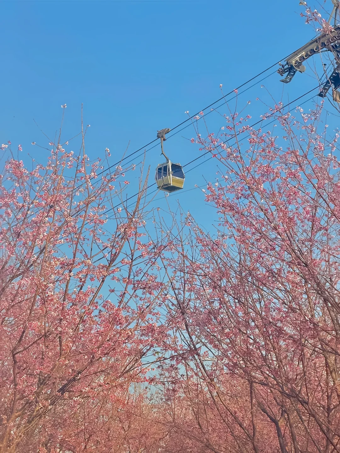 🇭🇰香港！竟有如此美丽的樱花海！🌸