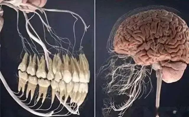 “牙疼不是病，疼起要你命”，这是有科学道理的。 ​​​