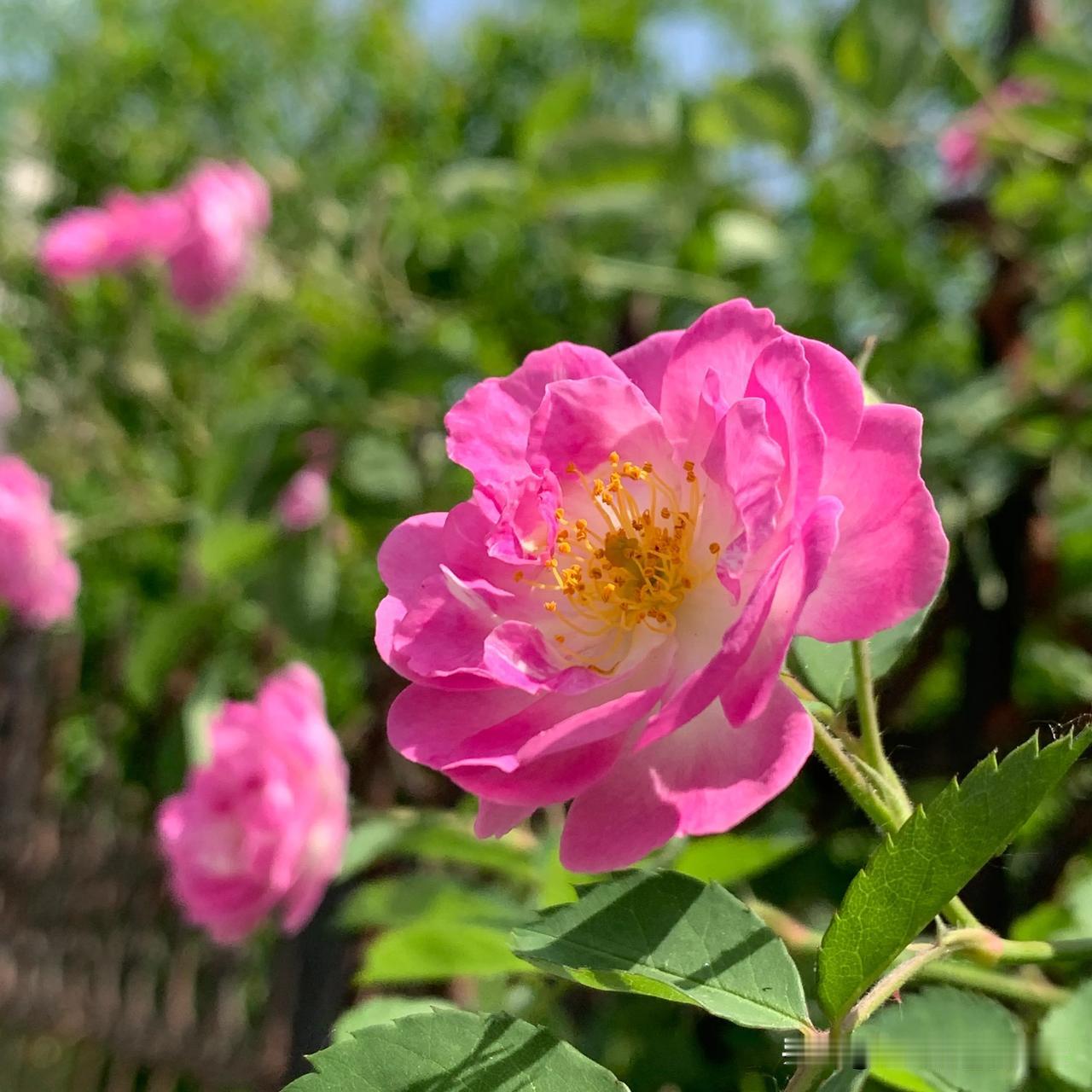 #看看你拍的花#