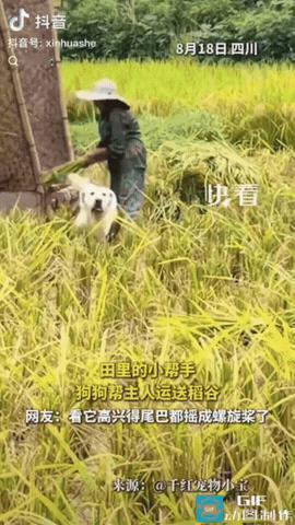 四川，一户农家在田里收稻谷，家里养的小狗也没闲着，一趟又一趟来来回回地运送稻穗，