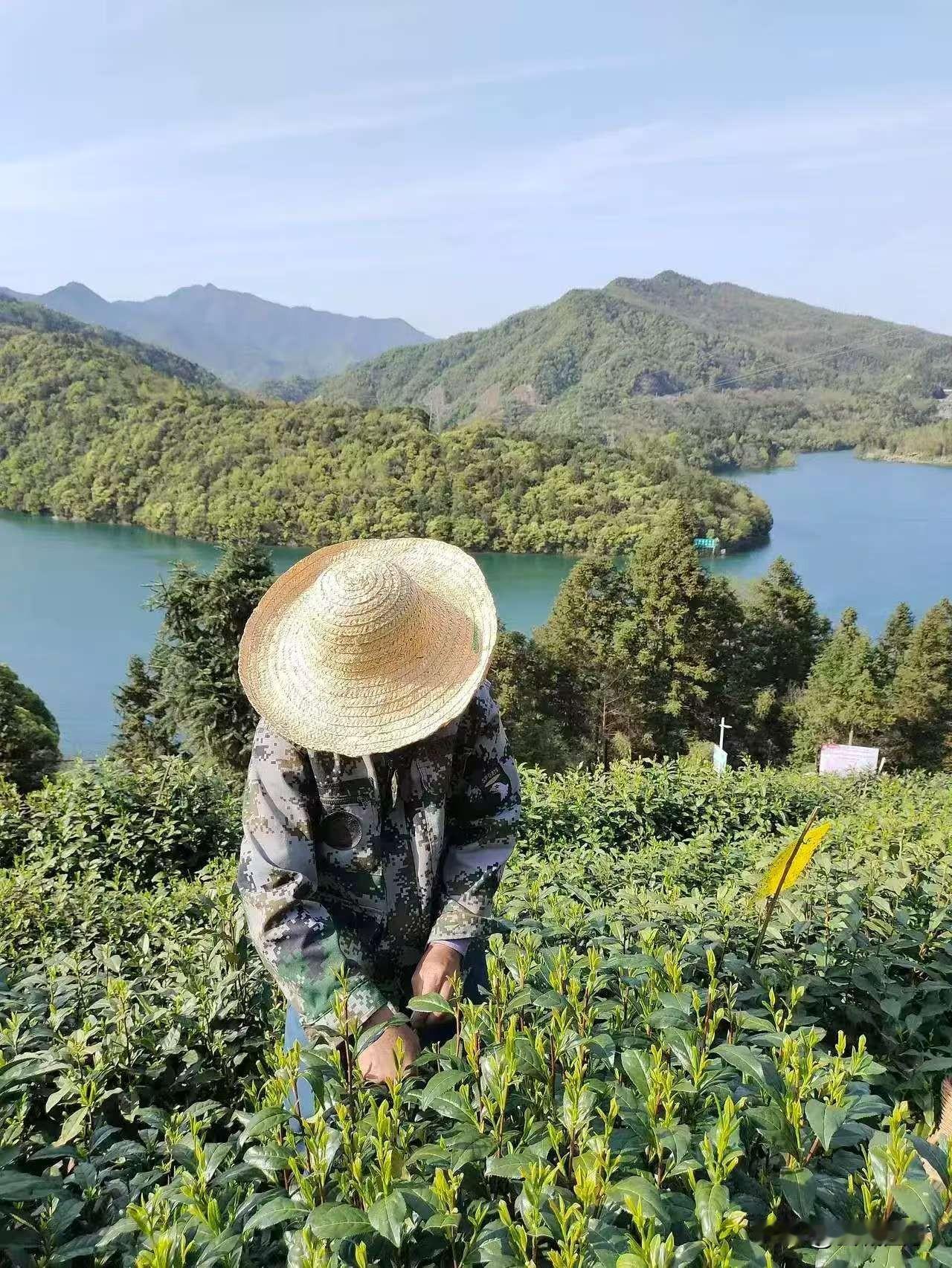 这也太令人难以置信了，母亲在信阳的山上采茶，看到了蹲在溪边洗手的我婆婆。

前几