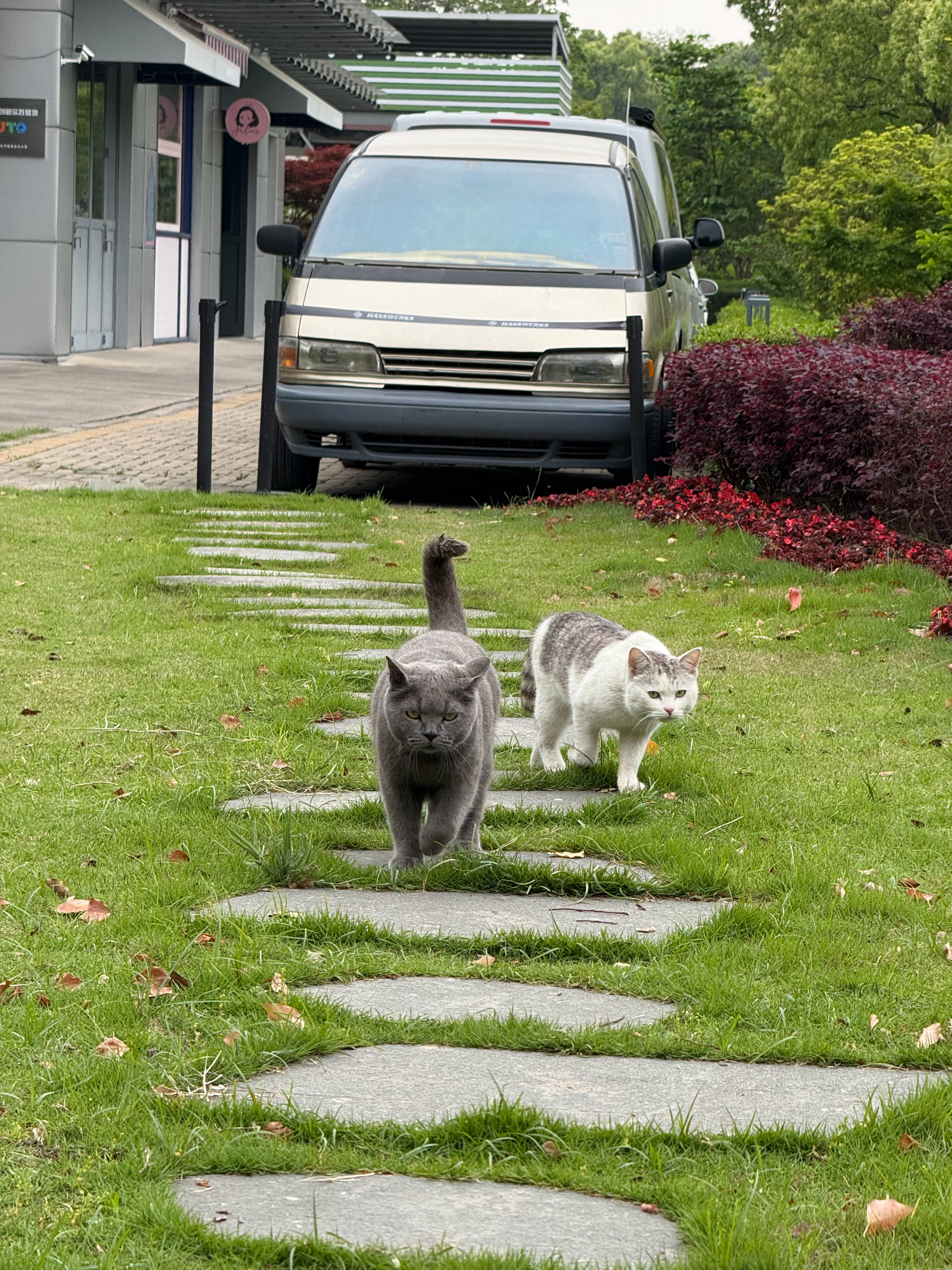 车库又来两只流浪猫  ​​​