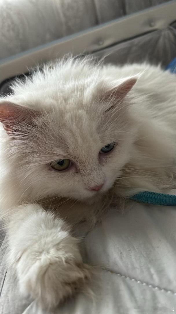 猫妈妈觅食回来后发现天塌了我家美女 