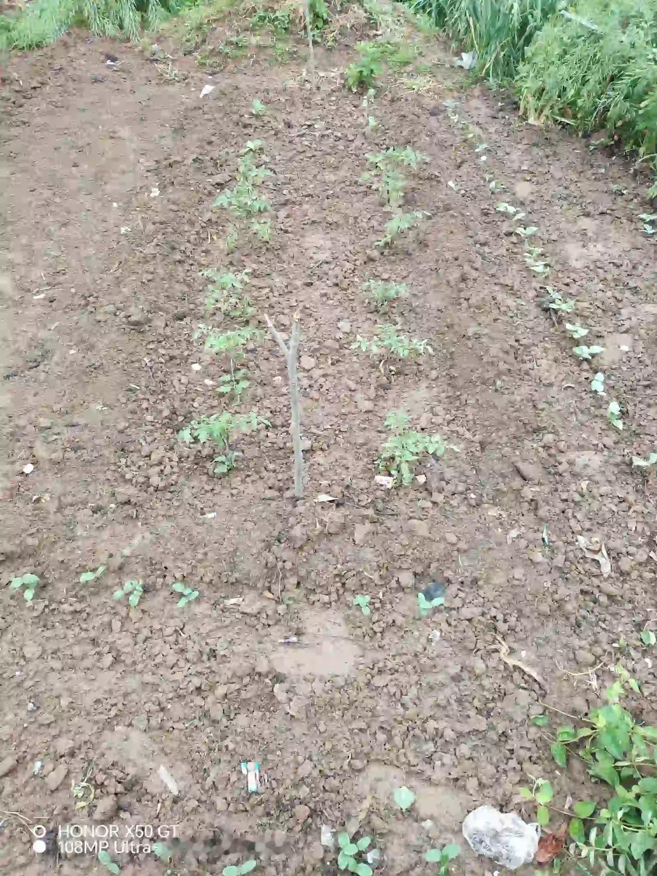 [玫瑰][玫瑰][玫瑰][玫瑰][玫瑰][玫瑰]进入谷雨，油菜花谢了，小麦穗岀齐