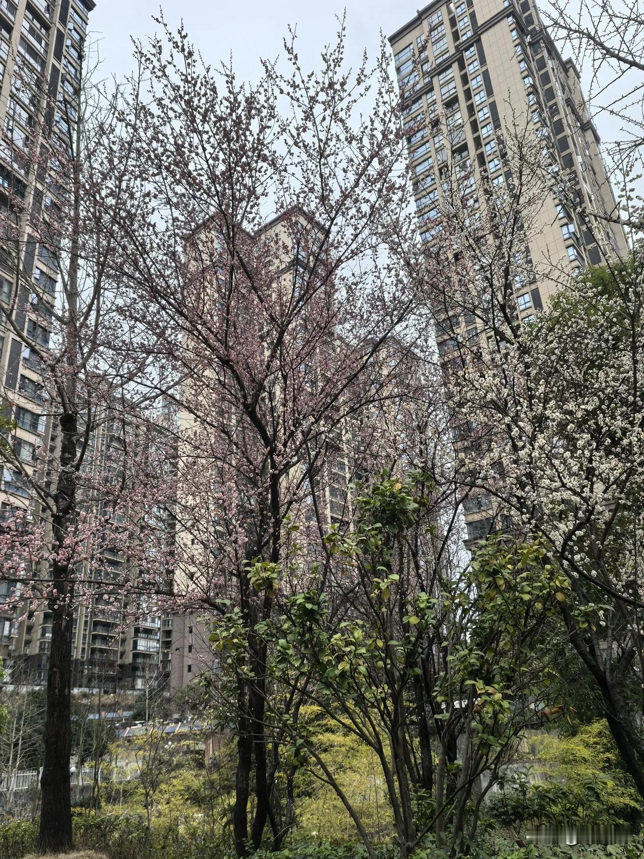 鹧鸪天·乙巳蛇年雨水节气
（2025年2月15日）
雨水时节春意浓，蛇年祥瑞兆丰