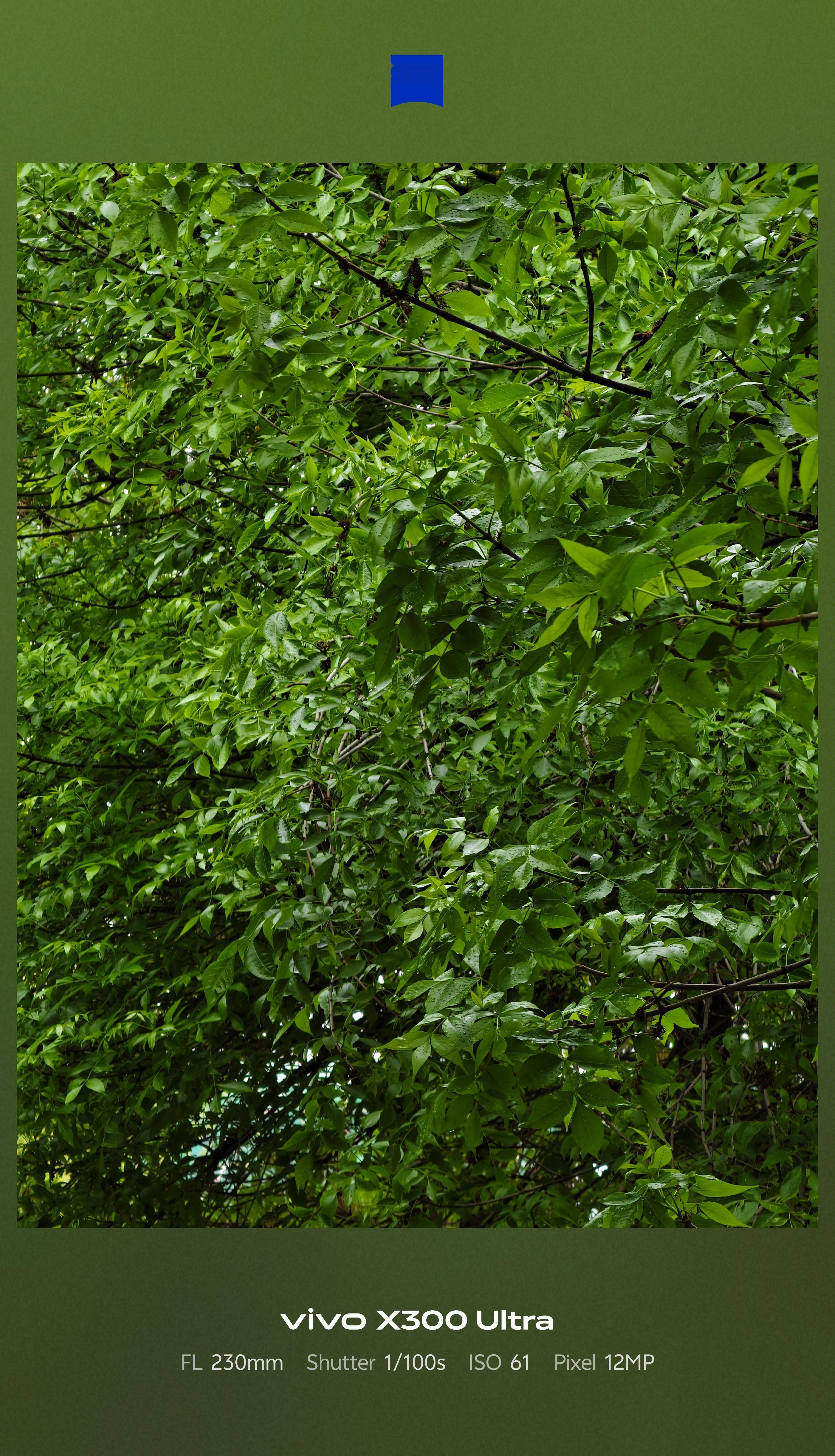 一不留神，树叶已经如此茂盛了春天快要过去了呀vivo x300 ultra