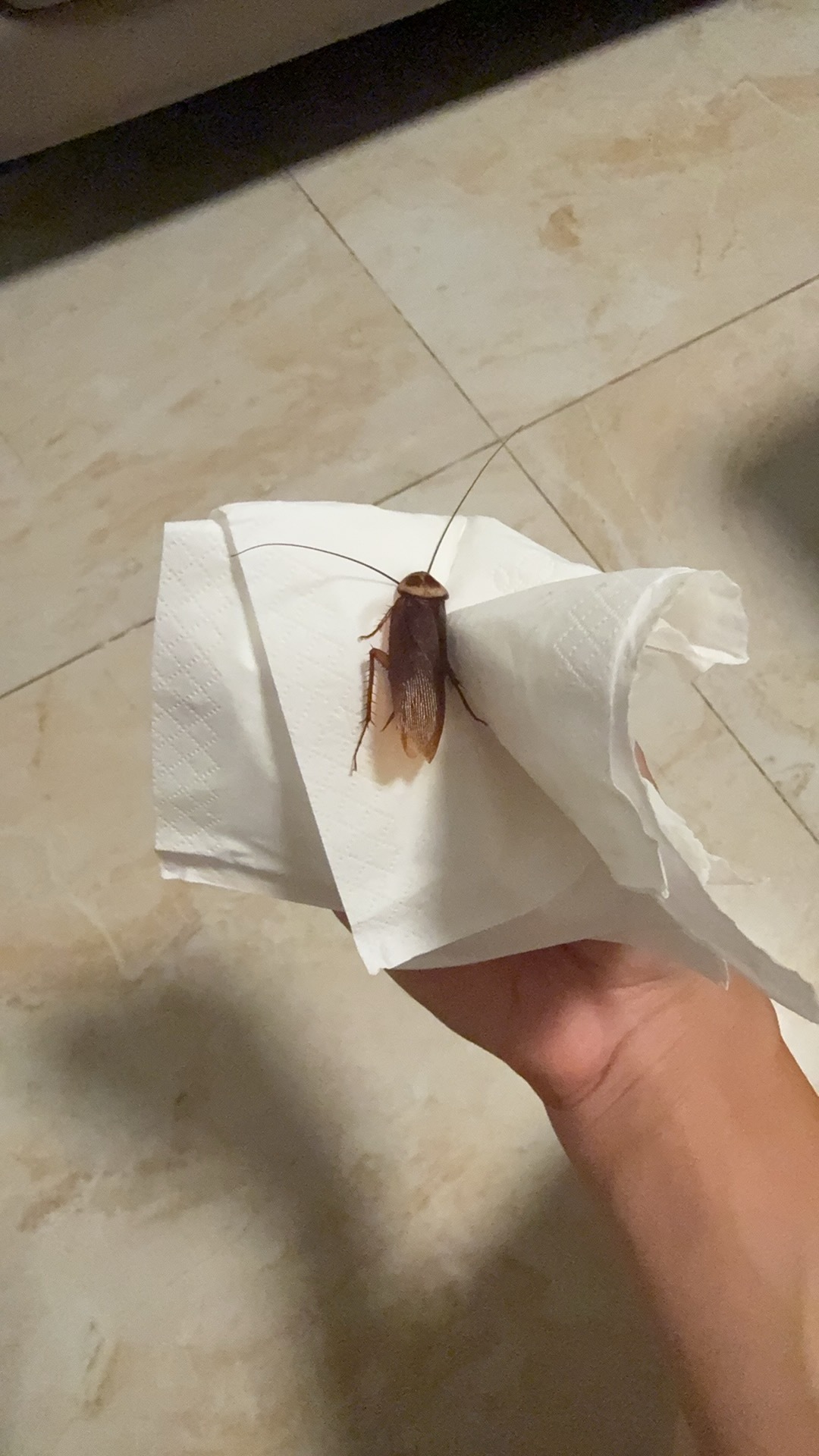 搬家两周，宠物终于被我养出来了！！！以后一个人睡觉不会害怕了
