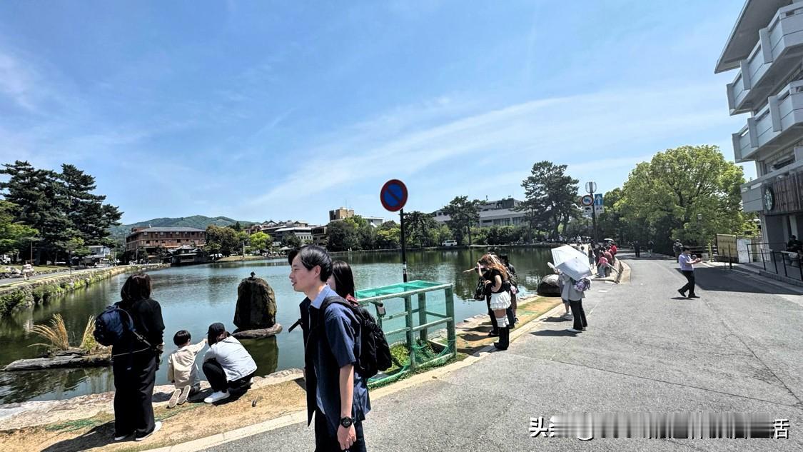 2026年5月2日下午，路过奈良猿泽湖，一只鸽子在湖中的一块石头上歇斯底里地叫着
