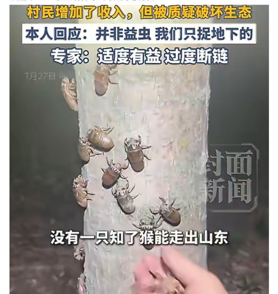 网红书记带货知了猴被指破坏生态网红书记带货知了猴吵翻网络，助农增收和生态保护看似