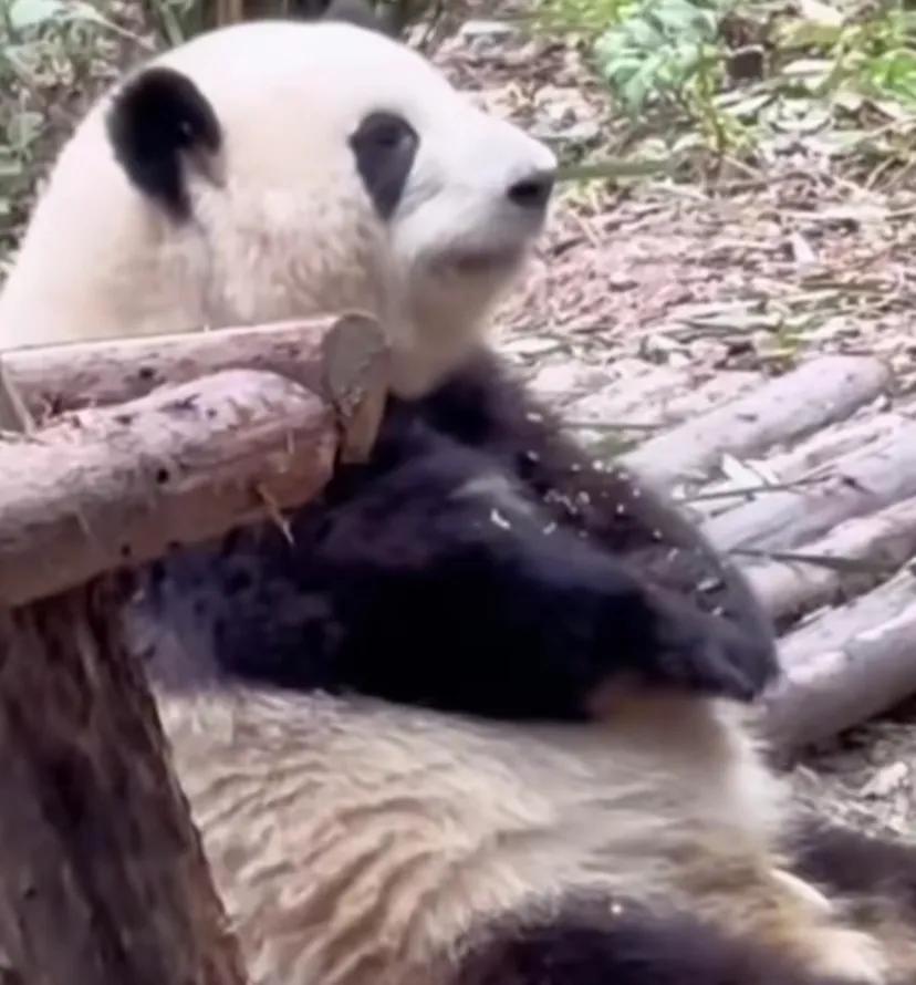花花的手为什么永远都知道端端正正的放着?谁教她的嘛?真的找不到第二只熊猫像她这样