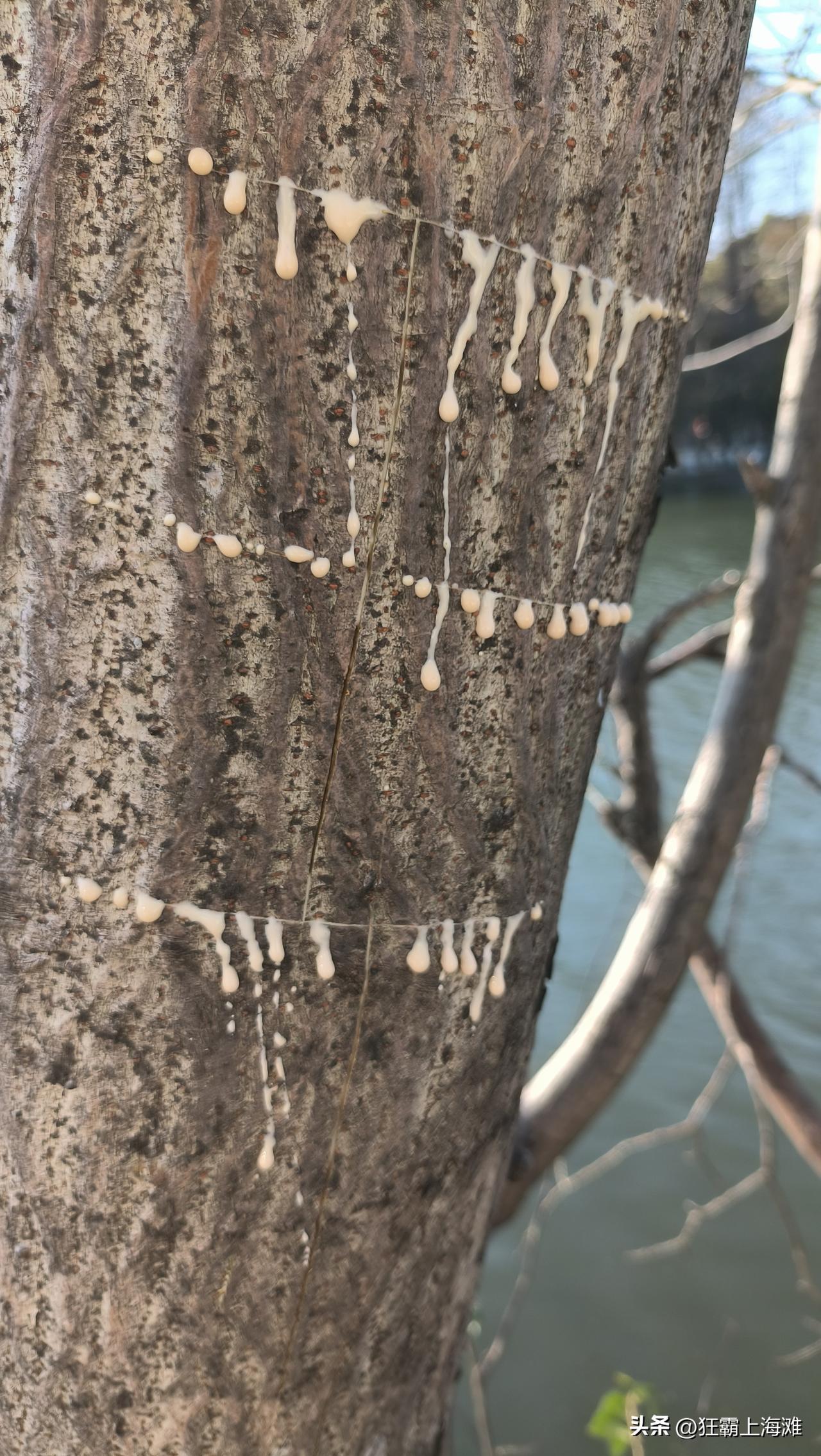 构树居然也能分泌白色的乳汁，和橡胶树分泌的一样，就不知道这种能不能形成橡胶。
不