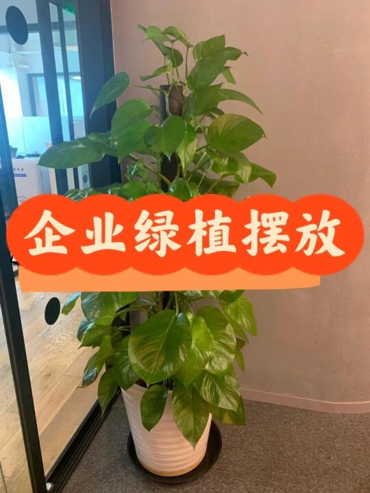 企业绿植如何摆放和维护呢？
