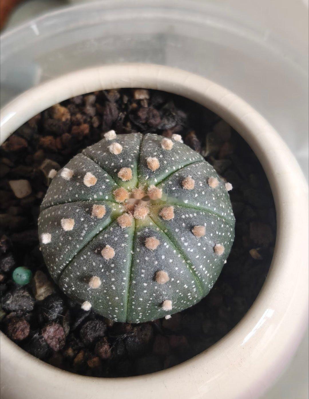 好像没有什么可以永垂不朽去年冬天还很火热鹅腿阿姨也塌房了曾被清北学子追捧的鹅腿阿