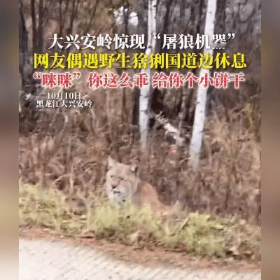 路遇“大猫”喊咪咪？这场美丽的误会暖化了！

你敢信？有人把山里的“霸王”当成小