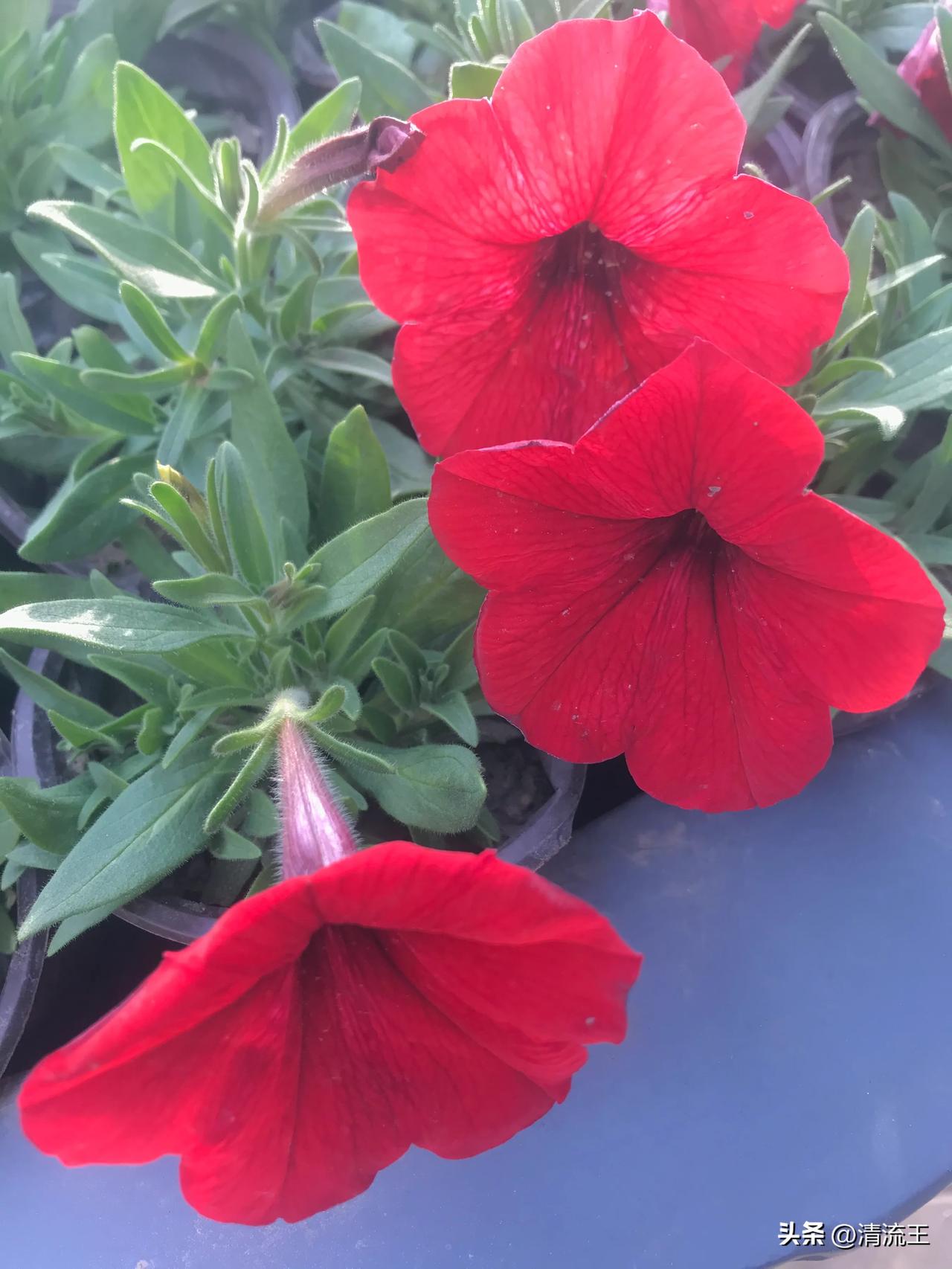 春日生活打卡季