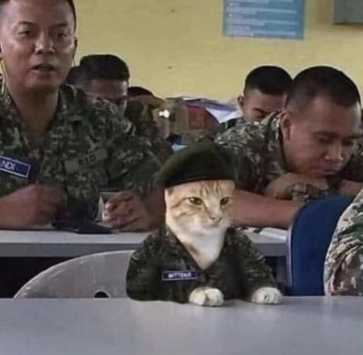 有猫兵啊 