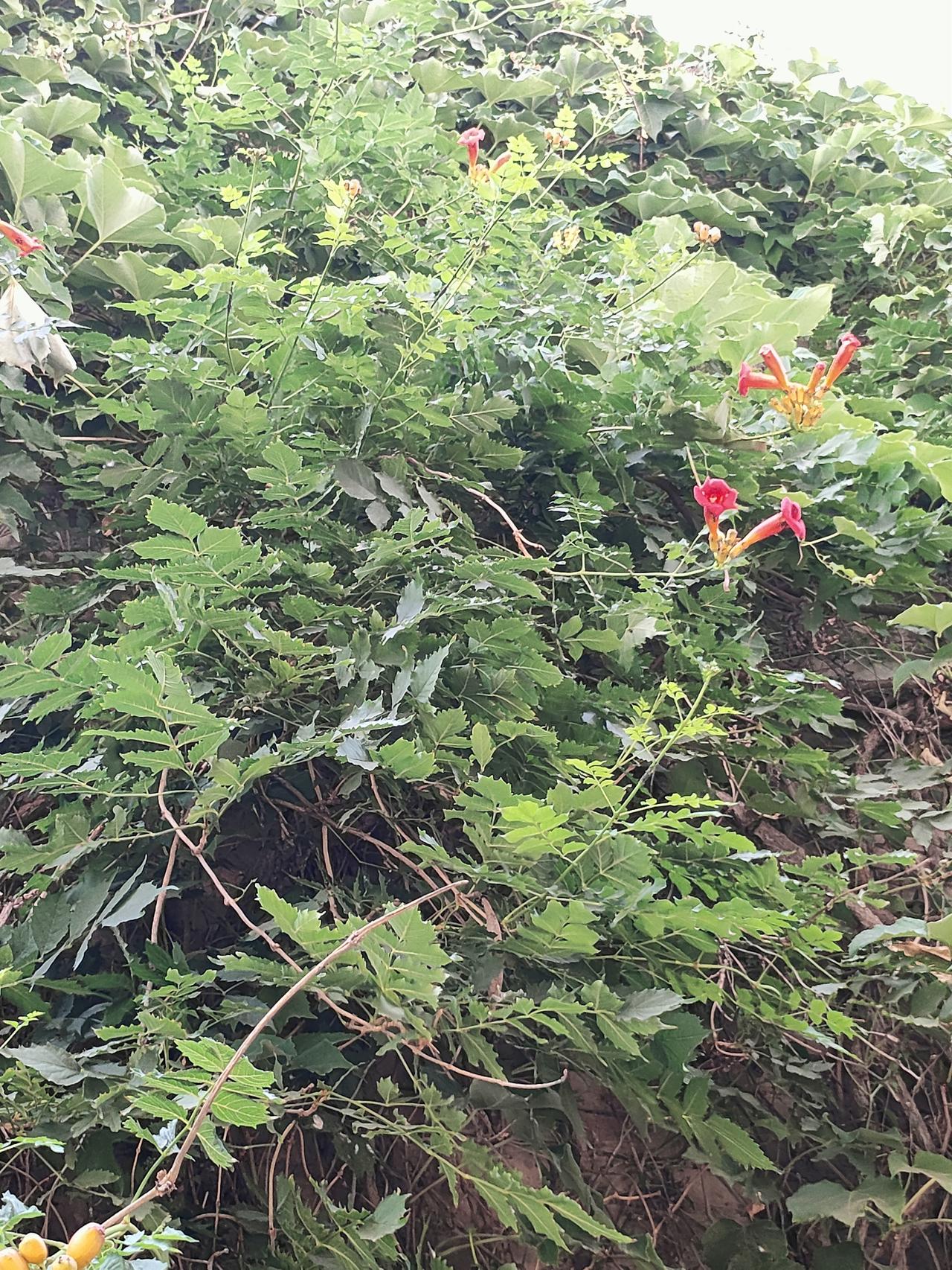 ​
2. 凌霄爬满院墙，红蓼静静开花，草木自在生长
​
3. 不用刻意打理，满院