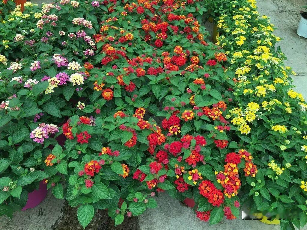 中国水下摄影花园植物