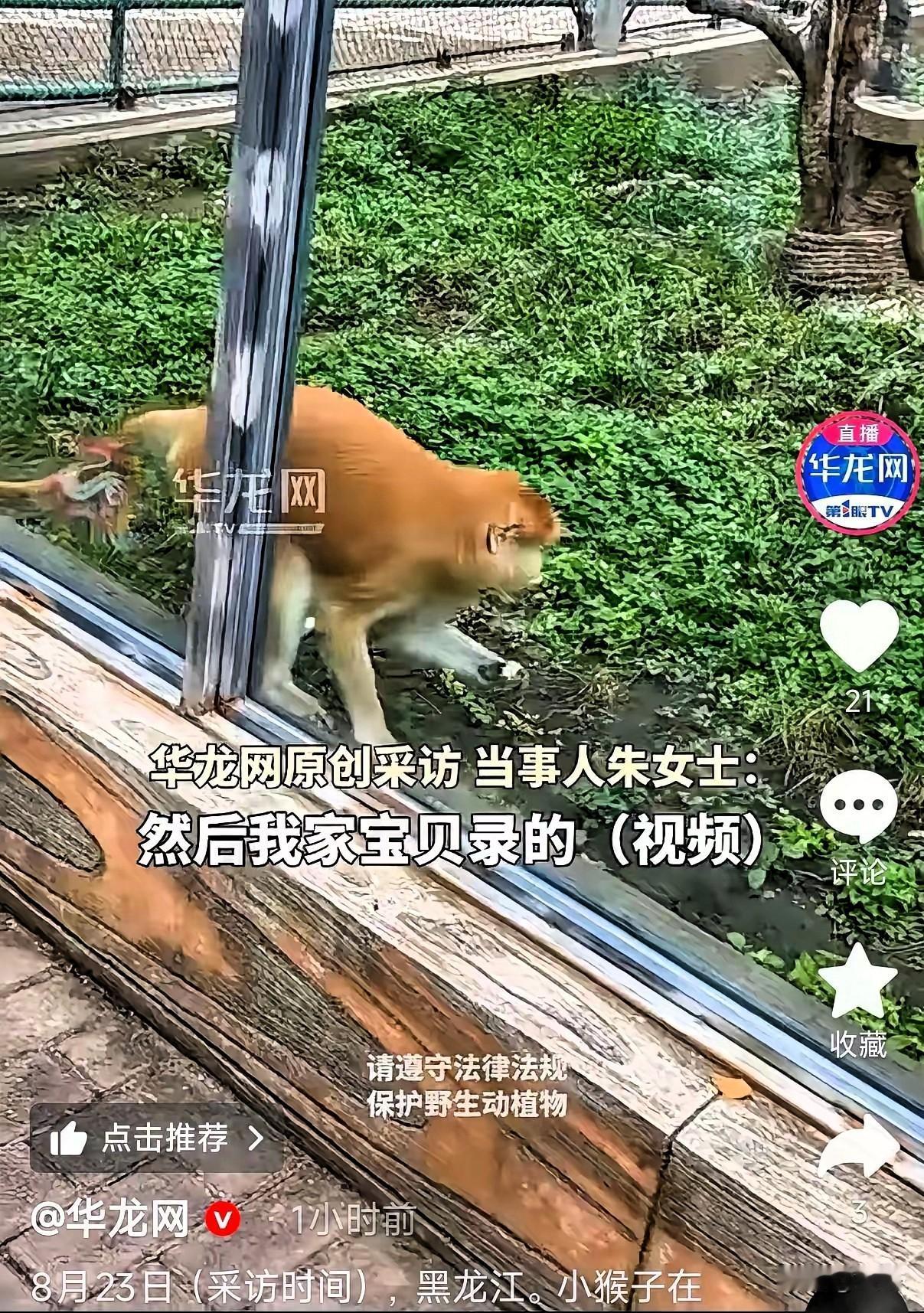 它明明被困在笼子里，却还想着帮另一个生命获得自由。”一段动物园实拍视频，戳中无数
