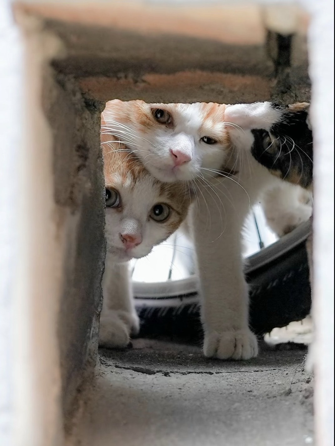 在线求救🆘我被猫咪盯上了…[捂嘴哭][捂嘴哭][捂嘴哭] ​​​