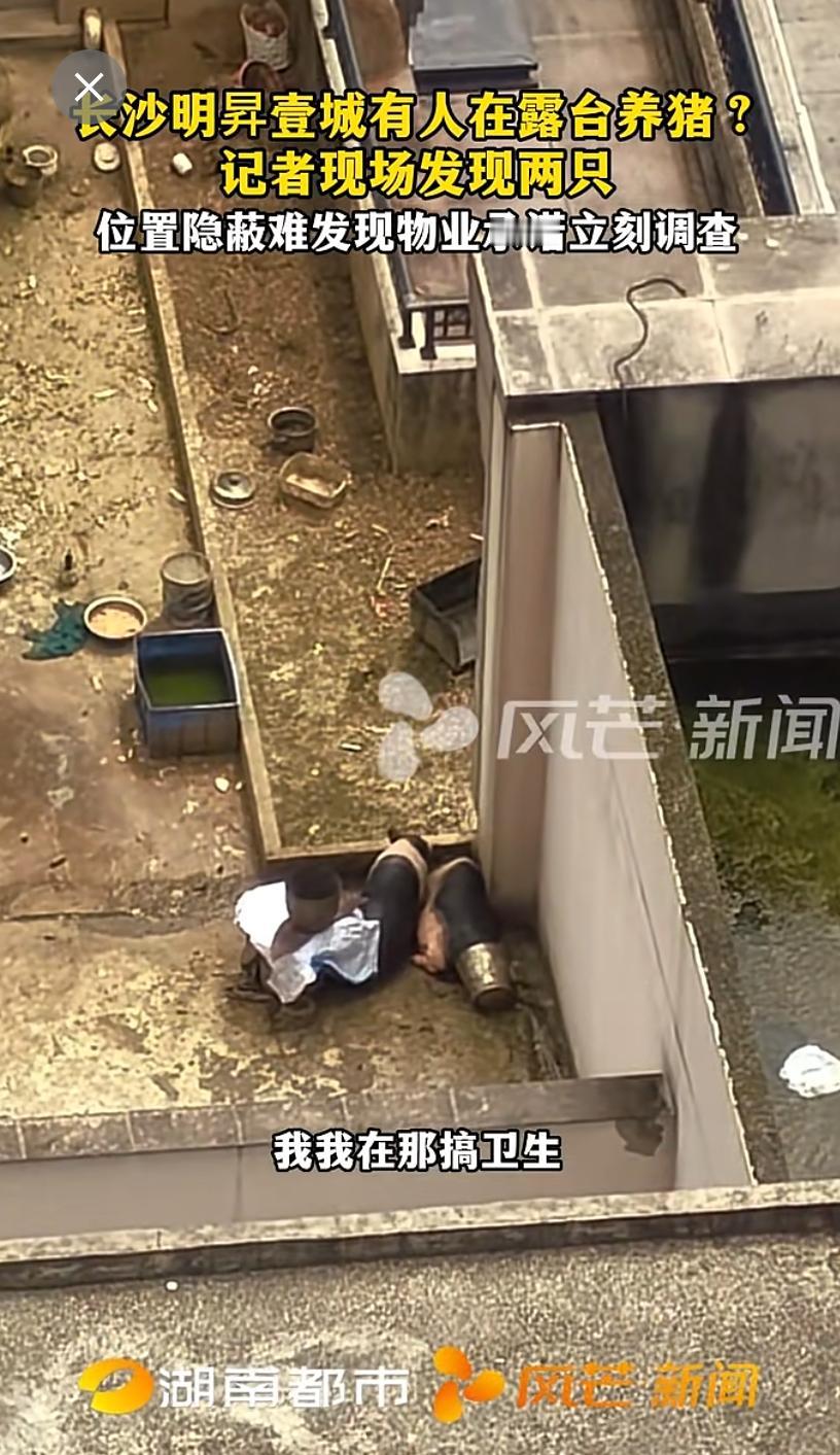 刚刚刷小视频，刷到了长沙市雨花区明昇壹城小区，有人居然在露台养了两头猪。[灵光一