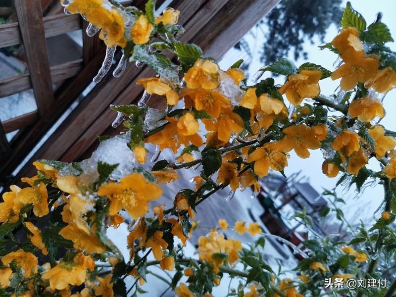 倒春寒天气你有啥感受 倒春寒天气你有啥感受？2026年这轮倒春寒着实闹心！前几天