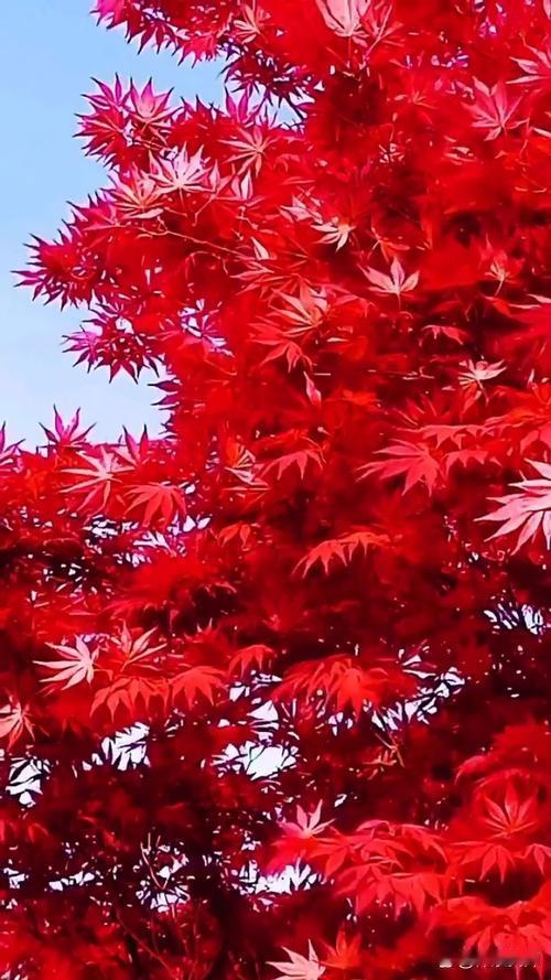 上联：雪落北国一片白，如何对下联霜降南疆万枫红