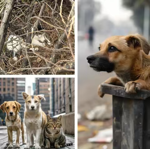 流浪动物落户计划 很多时候小小的善举背后就是大大的力量，让毛孩子们有一个属于自己