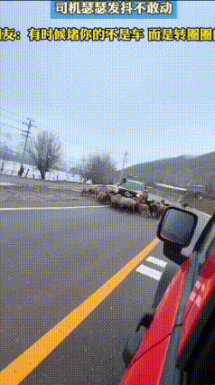 新疆有段公路上，有网友拍到一群羊围着一辆黄色车子转圈圈，不紧不慢地绕着车转。司机