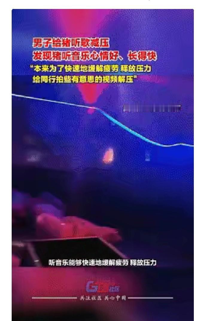 猪圈放歌，

男子减压养猪，

猪群反应出人意料。

最近广西桂林一位姓陈的哥（