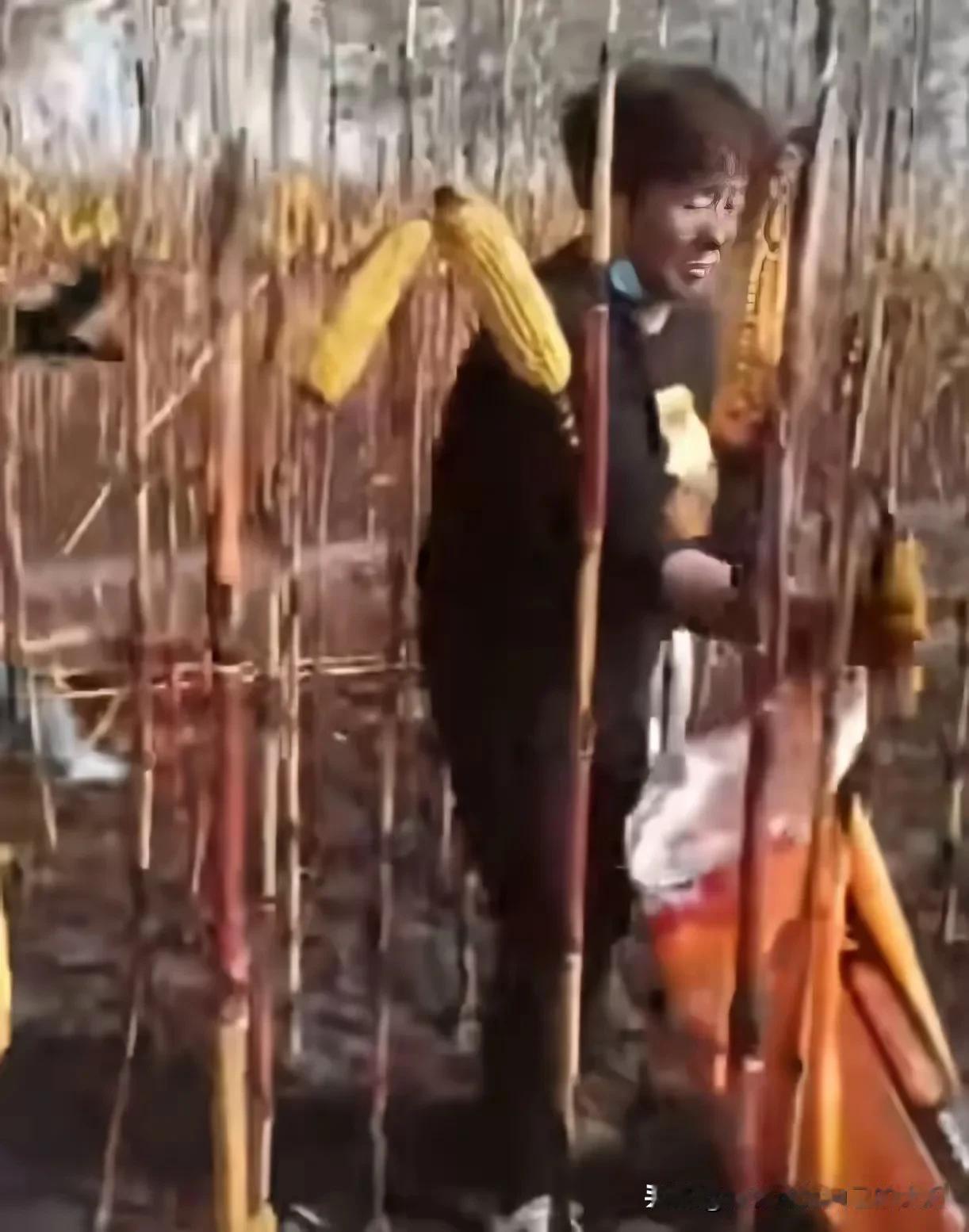这是收玉米的正确打开方式吧[捂脸]
玉米地被火烧了，正好把玉米棒都漏出来了[捂脸