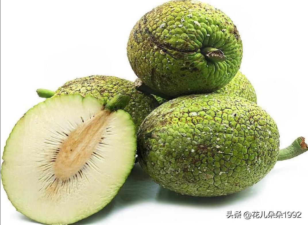 海南新骗局～面包果～人间清醒一
这个骗局其实出现有几年了，销声匿迹了几年，现在又