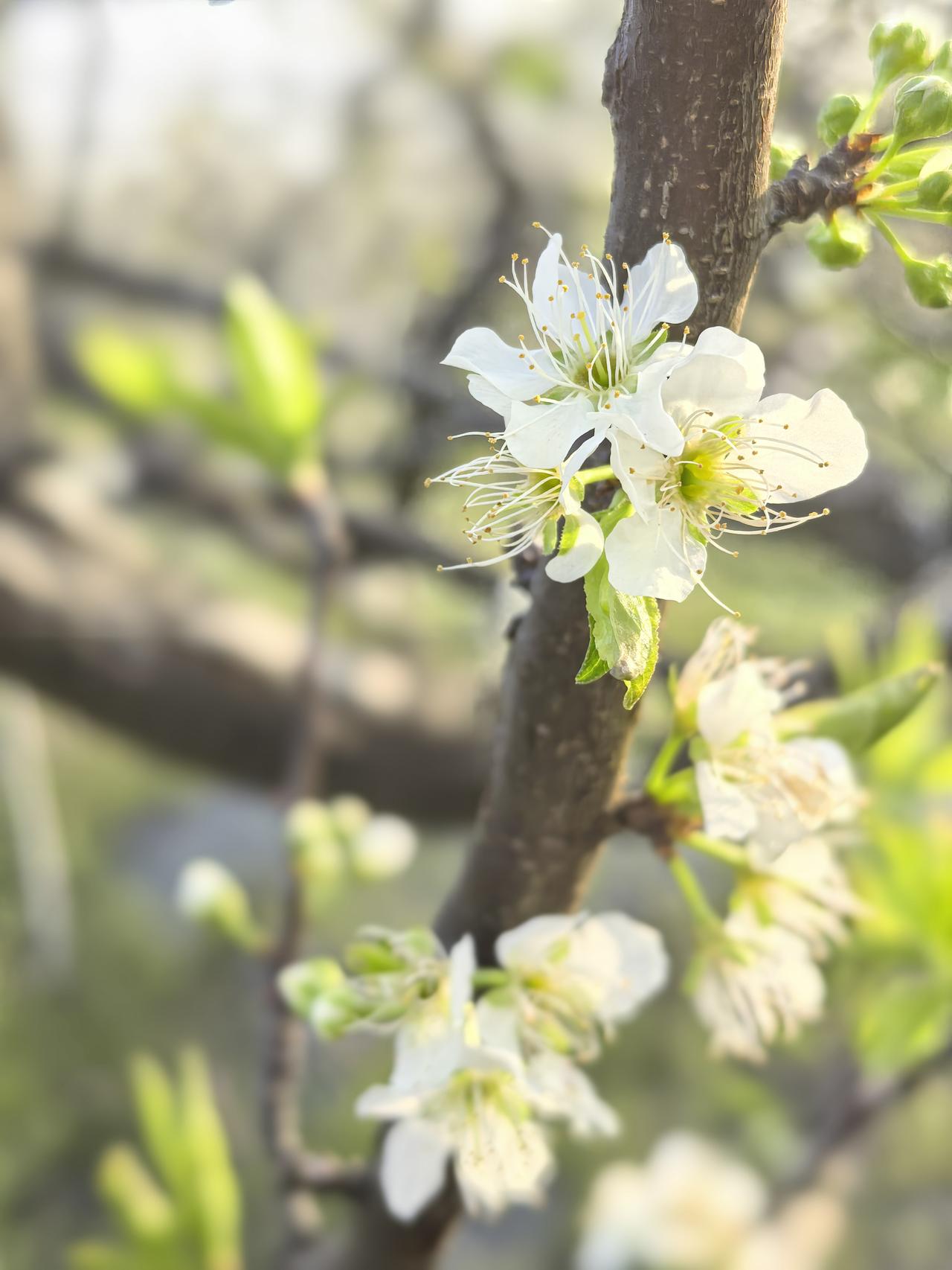 [微风]蝶恋花·晚游赏李花


向晚寻春溪上路。

雪缀繁枝，淡月笼轻雾。

风