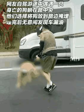 好人好报！2025年一男子在国道上开车，突然发现前方路面有一只狗的尸体，他不想狗