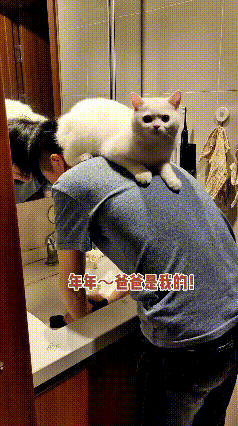 看完这个视频，真给我逗乐了。爸爸在洗手池跟前忙活，小猫年年直接往人家背上一趴，赖